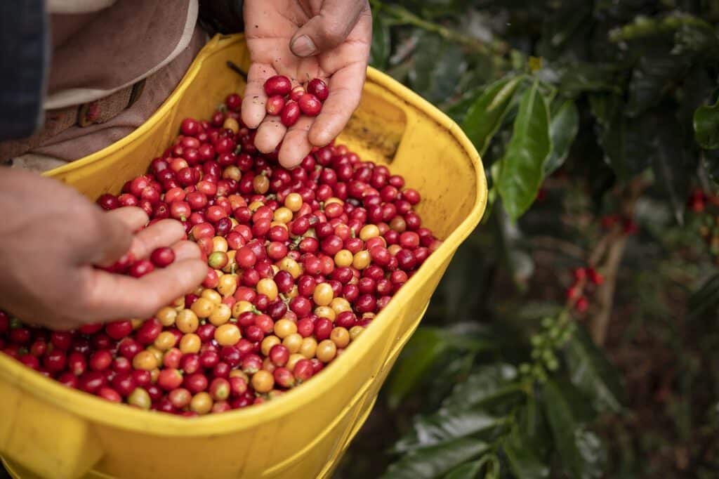 Kaffee in Israel: Ein tiefer Blick in die Kultur des Kaffeetrinkens Kaffee in Israel: Ein tiefer Blick in die Kultur des Kaffeetrinkens