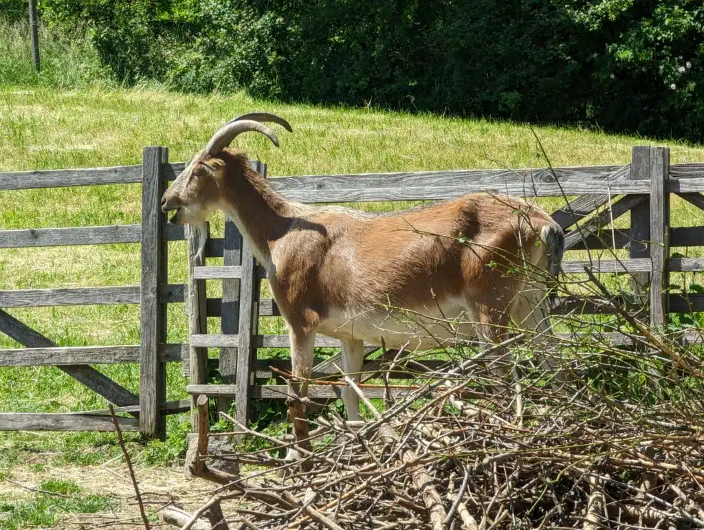 Zeitreise in Wackershofen – Warum uns das einfache Leben so fasziniert Zeitreise in Wackershofen – Warum uns das einfache Leben so fasziniert