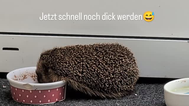https://www.instagram.com/reel/DPoV8rqDL4A/