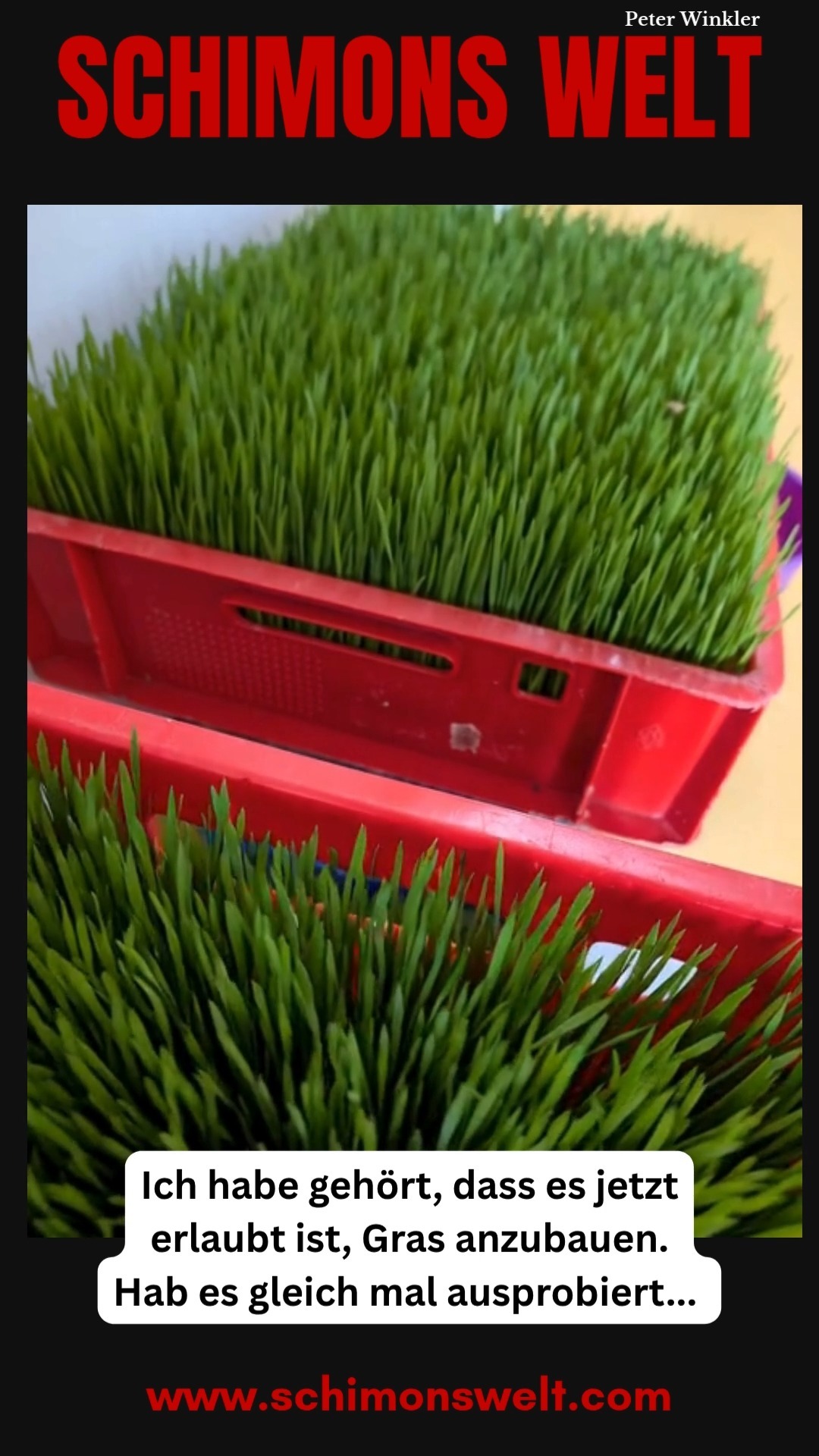 Der Verein Zukunft Landwirtschaft e.V. steigt jetzt dann bald in die Weizengras-Produktion ein. Weizengras als Futtermittel für Tiere.🐎🐂🐫🐑🐓🐖