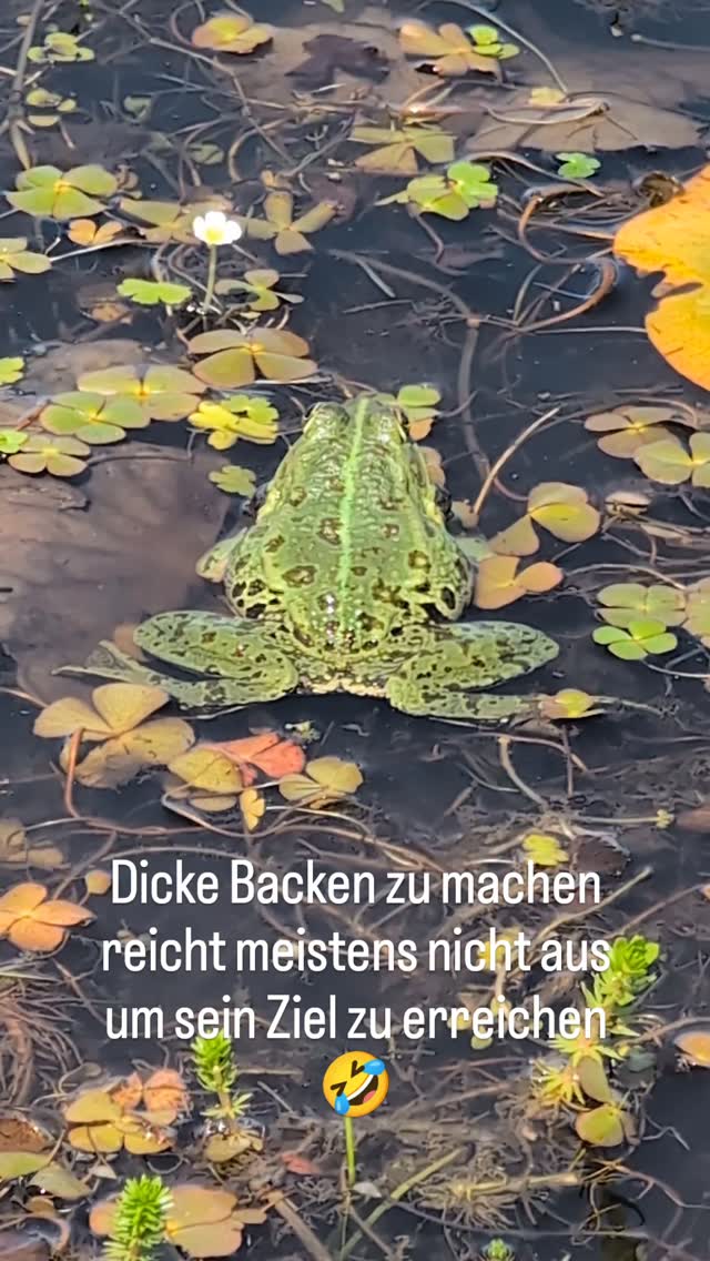 Haben auf der Insel Rab einen sehr schönen Teich entdeckt. Es ist schön zu sehen, dass es noch Orte gibt, wo das Ökosystem noch intakt ist.