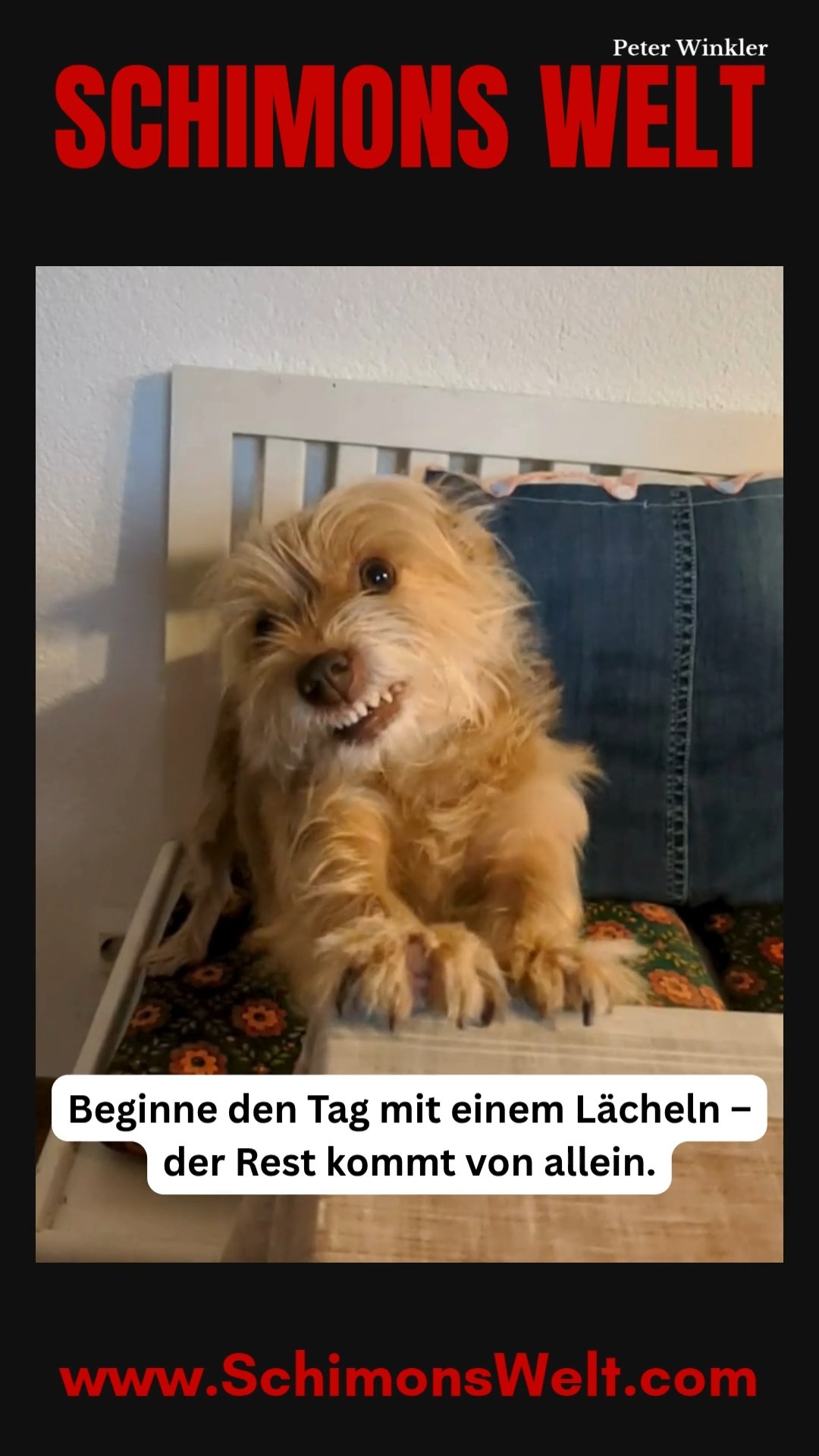 Manchmal braucht es nur diesen einen Blick, um daran erinnert zu werden, dass jeder Tag schön beginnen kann. Unsere kleine Hündin zeigt’s uns: Ein Lächeln genügt – und der Rest kommt von allein. 💛
