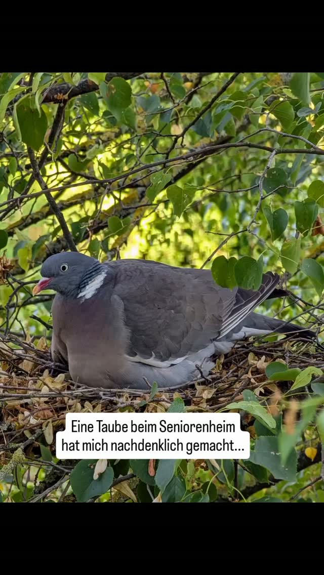 Diese kleine Taube nistet direkt an einem Balkongeländer in einem Seniorenheim. Dort hat sie Schutz und erfreut die Bewohner😊