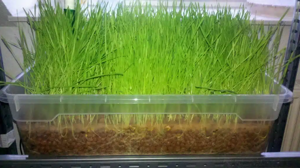 Wie aus einem 60-Liter-Aquarium ein großer Traum wuchs: Mein holpriger Start in die Aquaponik Wie aus einem 60-Liter-Aquarium ein großer Traum wuchs: Mein holpriger Start in die Aquaponik