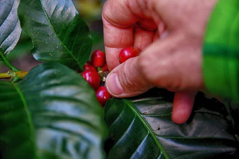 Kaffee in Israel: Ein tiefer Blick in die Kultur des Kaffeetrinkens