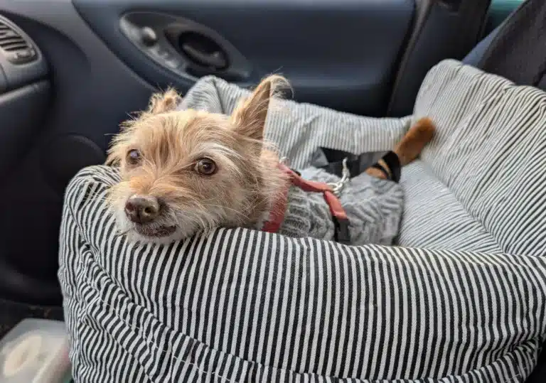 Wilma in ihrem Hundesitz