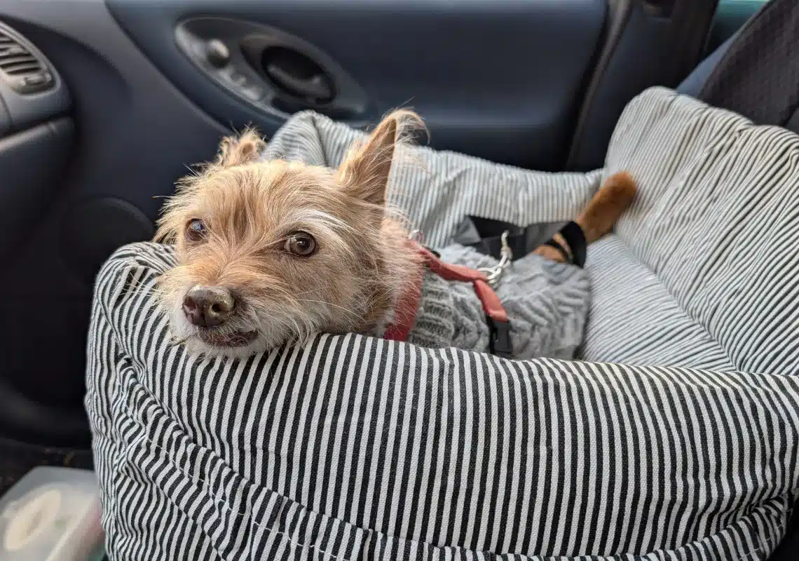 Wilma in ihrem Hundesitz